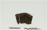 藏品(珠苔屬)的圖片